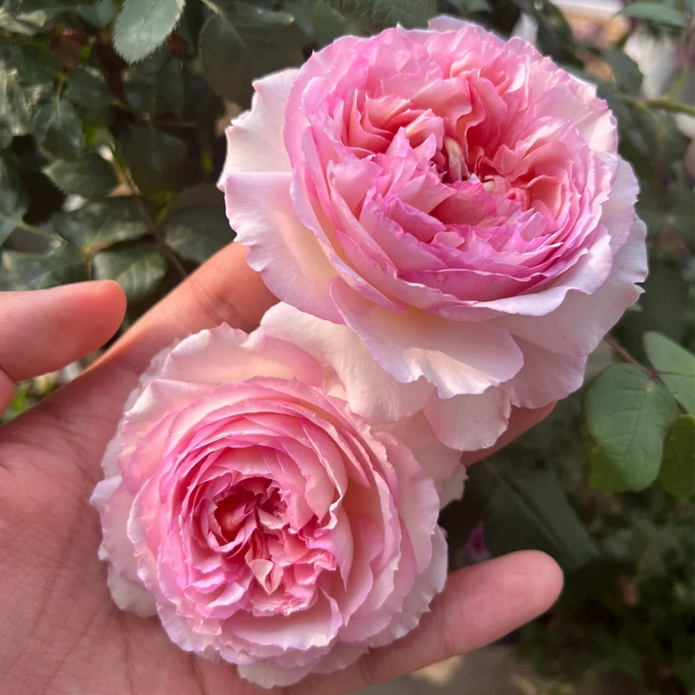 Träumerei Japanese Florist Shrub Rose | Highgarden Roses | David