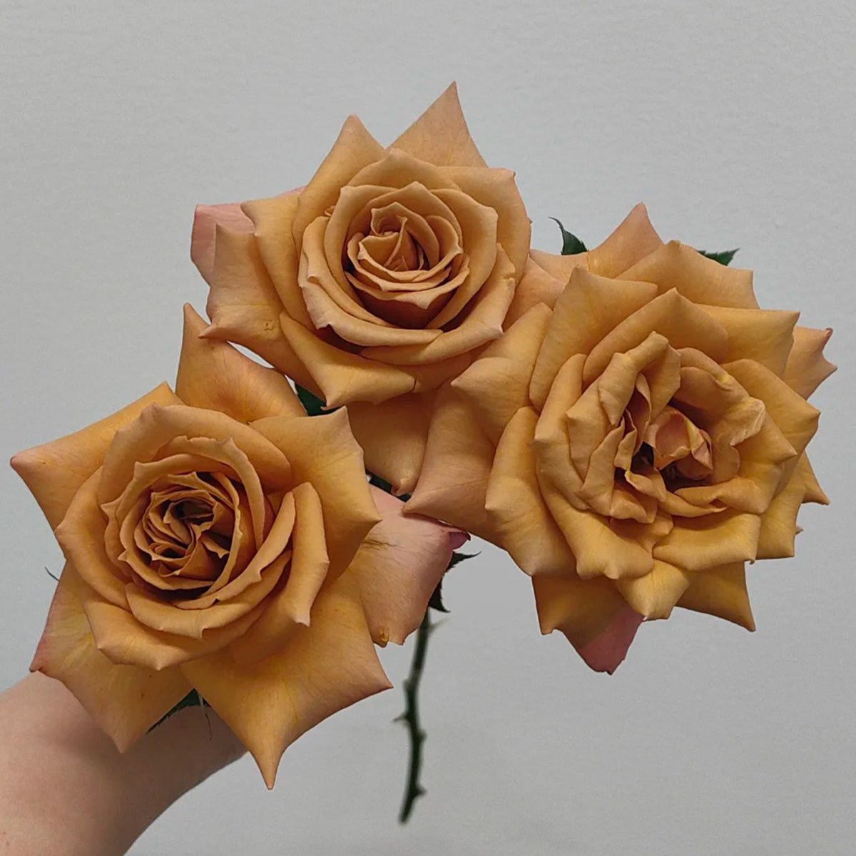 Tresor Japanese Florist Shrub Rose