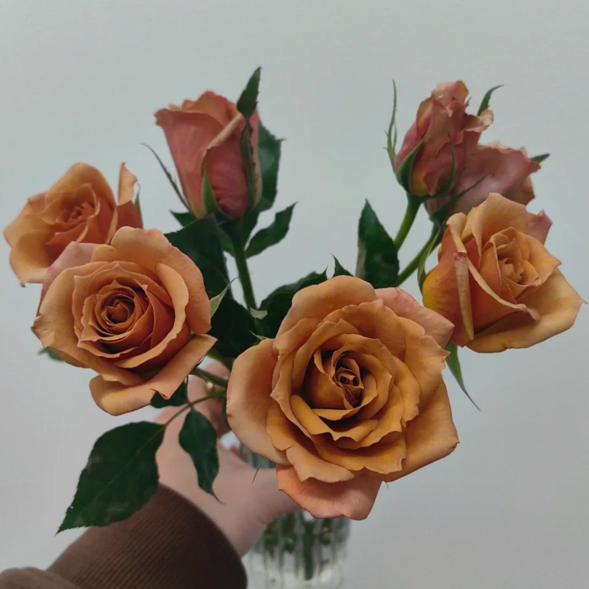 Tresor Japanese Florist Shrub Rose