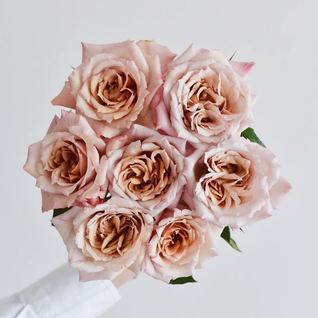 Tresor Japanese Florist Shrub Rose