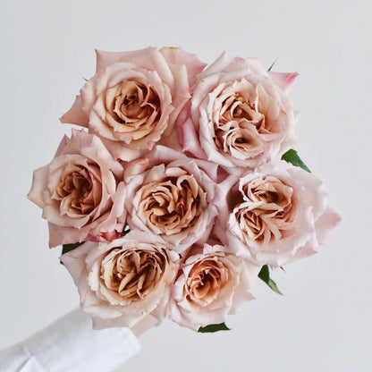 Tresor Japanese Florist Shrub Rose