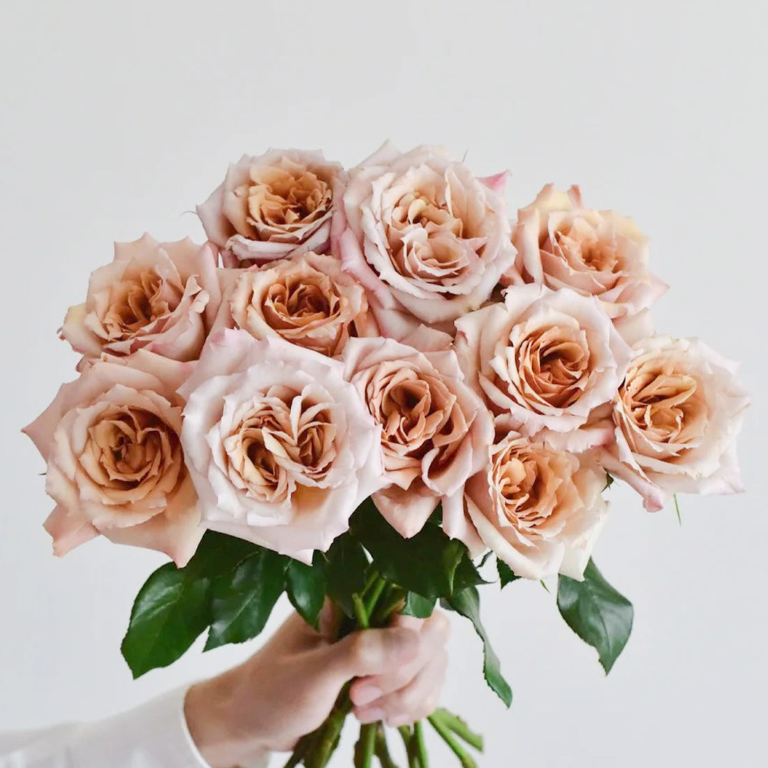 Tresor Japanese Florist Shrub Rose