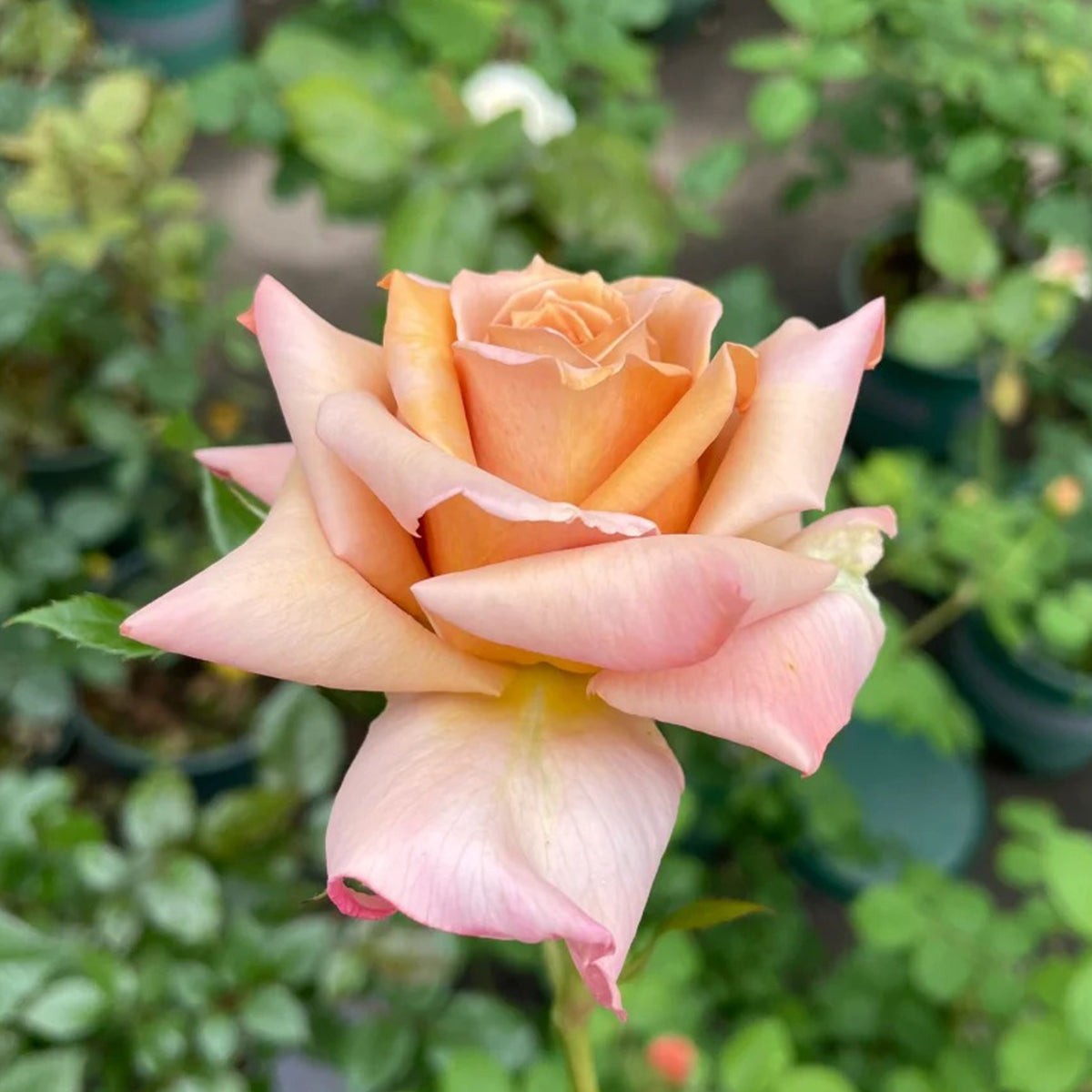 Tresor Japanese Florist Shrub Rose
