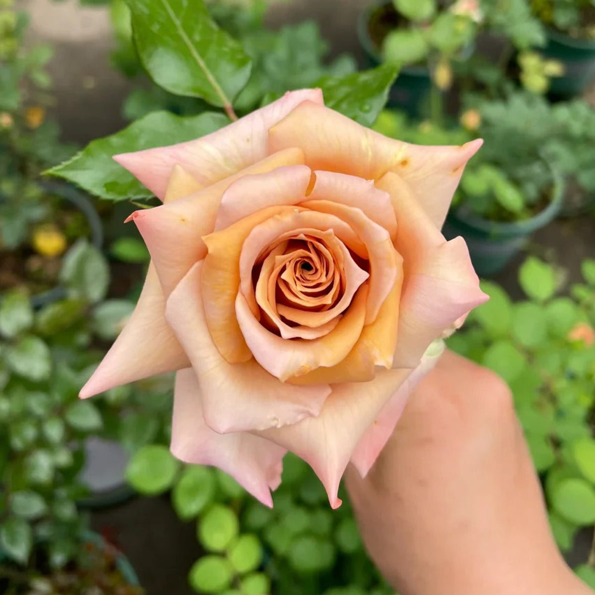 Tresor Japanese Florist Shrub Rose