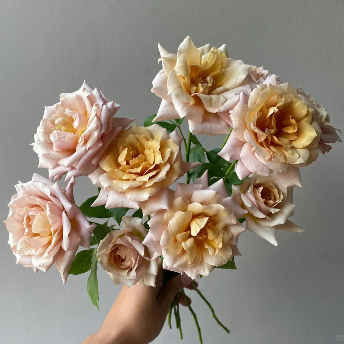 Tresor Japanese Florist Shrub Rose