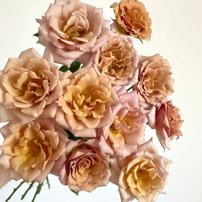 Tresor Japanese Florist Shrub Rose