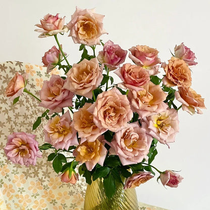 Tresor Japanese Florist Shrub Rose
