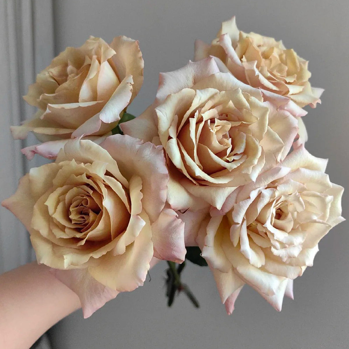 Tresor Japanese Florist Shrub Rose