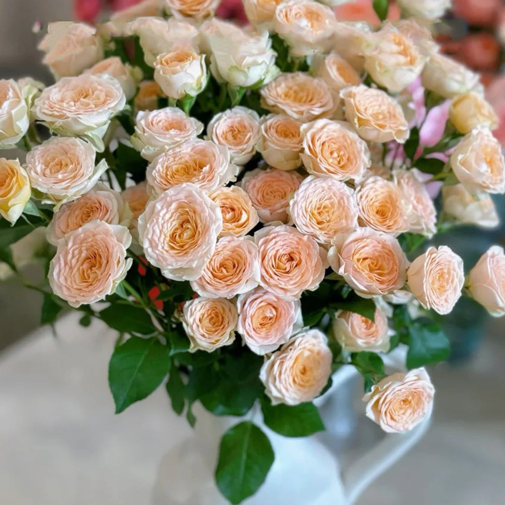 German Florist Shrub Rose Inspired by Tropicana – Highgarden Roses