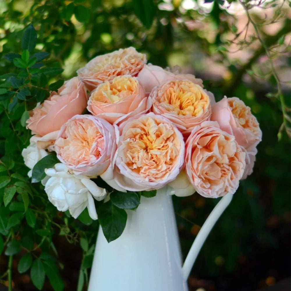 German Florist Shrub Rose Inspired by Tropicana – Highgarden Roses