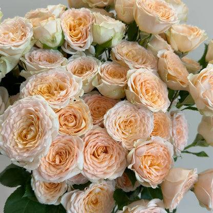 Tropicana German Florist Shrub Rose