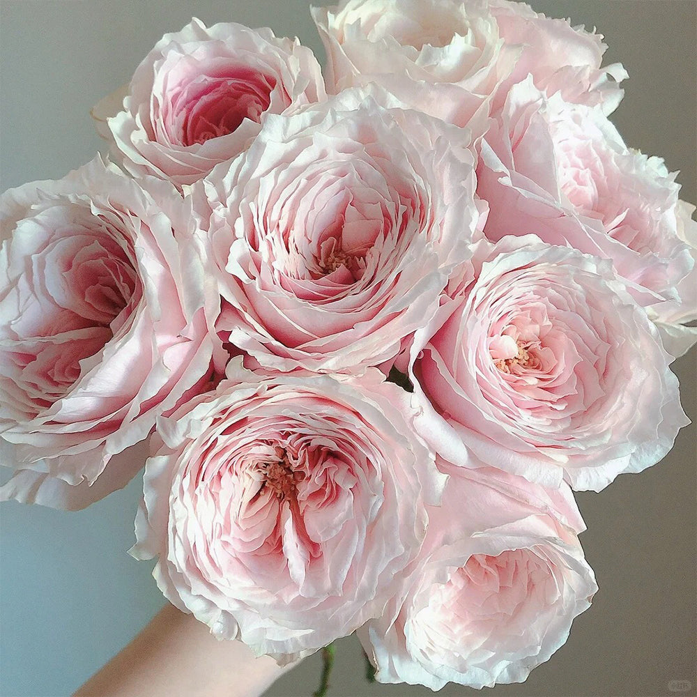Tsumugi Japanese Florist Shrub Rose