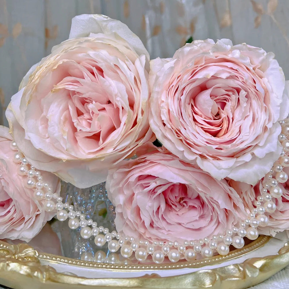 Tsumugi Japanese Florist Shrub Rose – Highgarden Roses