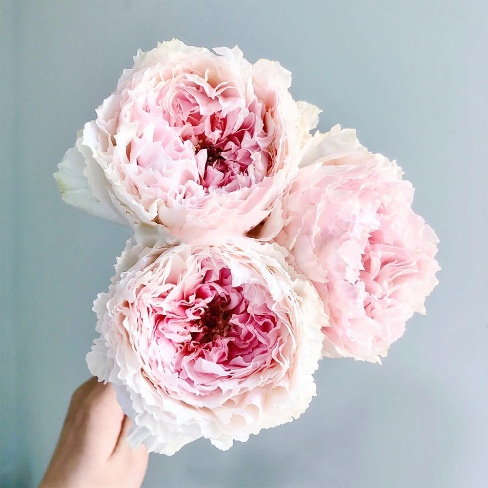 Tsumugi Fuli Japanese Florist Shrub Rose