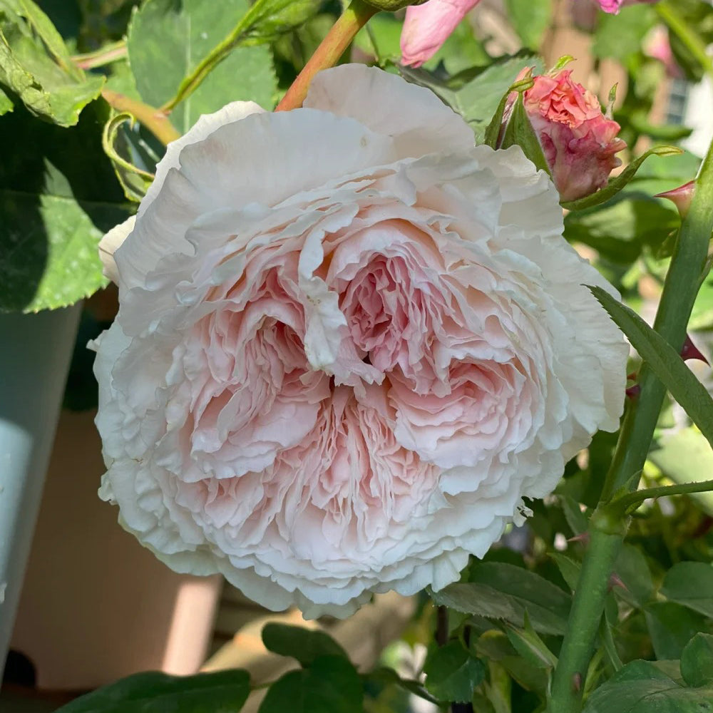 Tsumugi Japanese Florist Shrub Rose