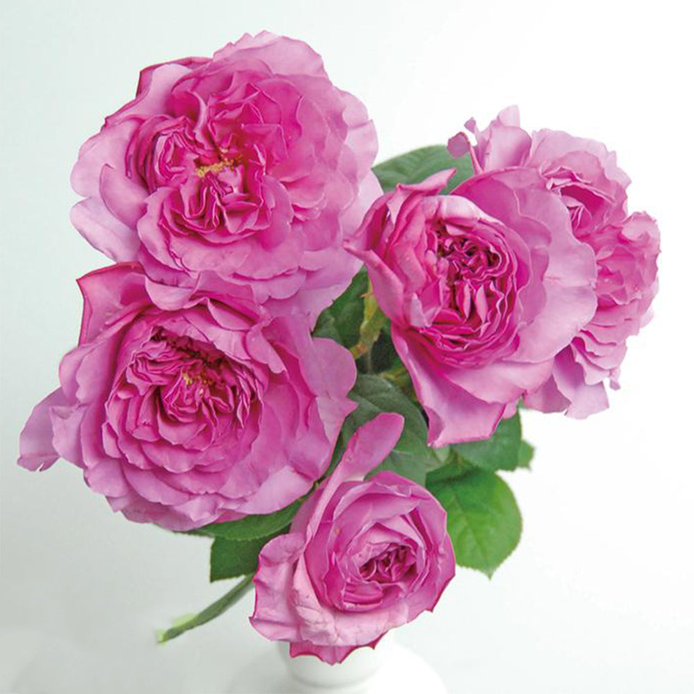 Tukiyomi Japanese Florist Shrub Rose