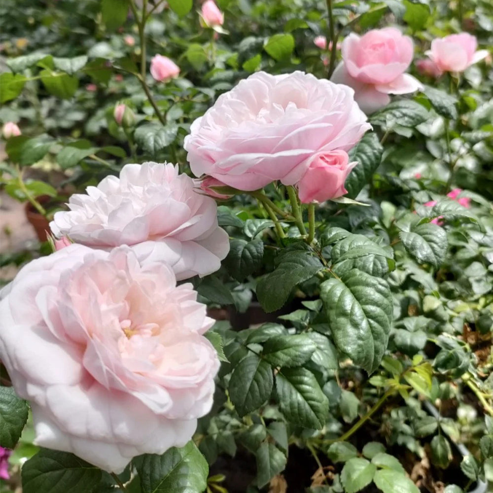 Tulle Skirt Chinese Florist Shrub Rose