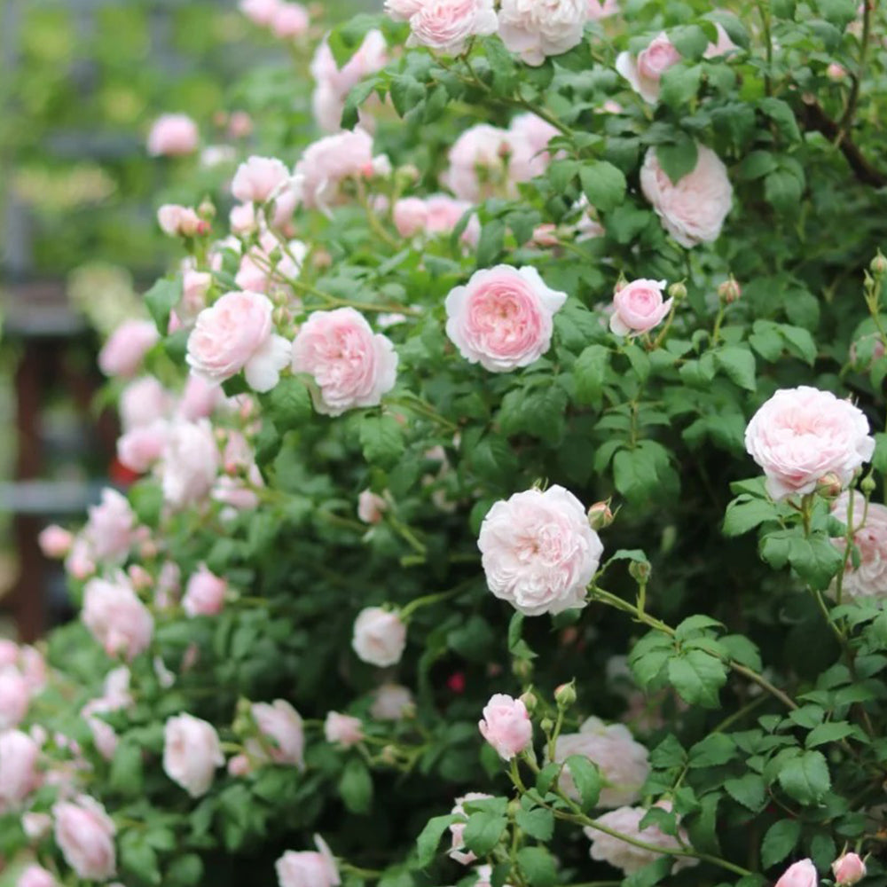 Tulle Skirt Chinese Florist Shrub Rose