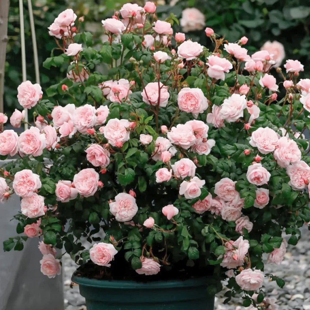 Tulle Skirt Chinese Florist Shrub Rose