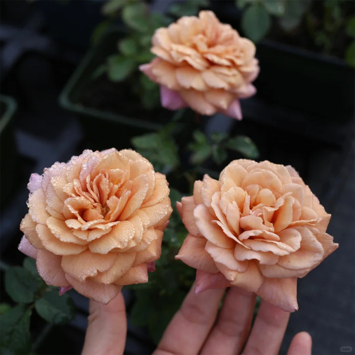 Utsusemi Japanese Florist Shrub Rose