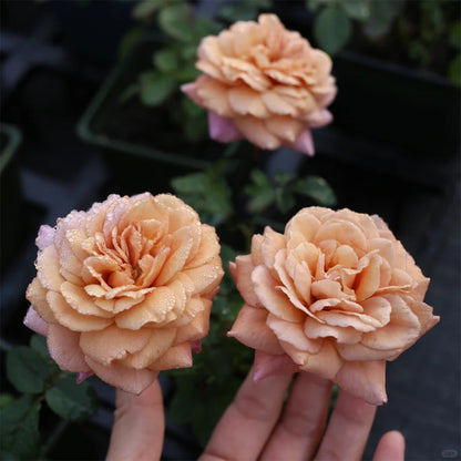 Utsusemi Japanese Florist Shrub Rose