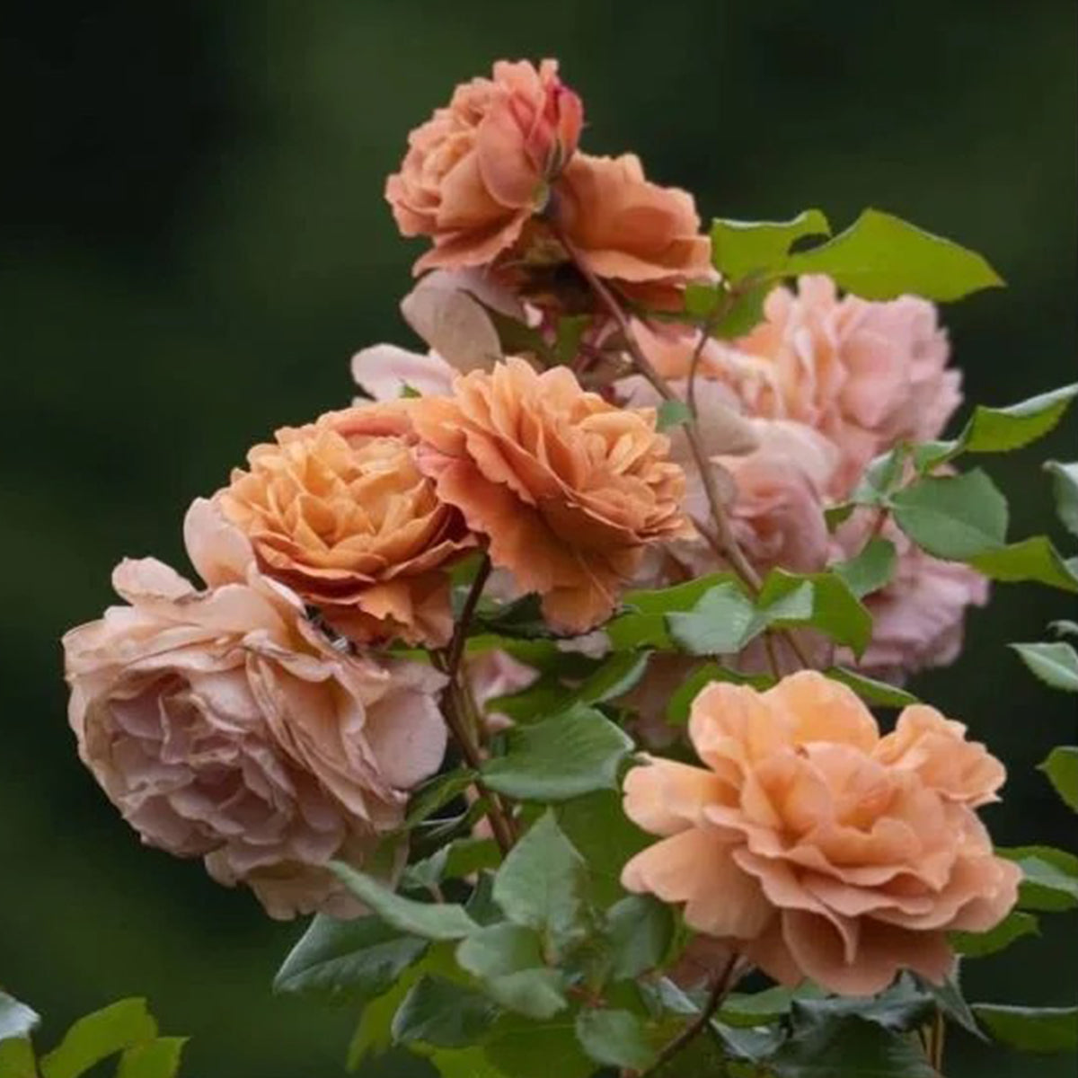 Utsusemi Japanese Florist Shrub Rose