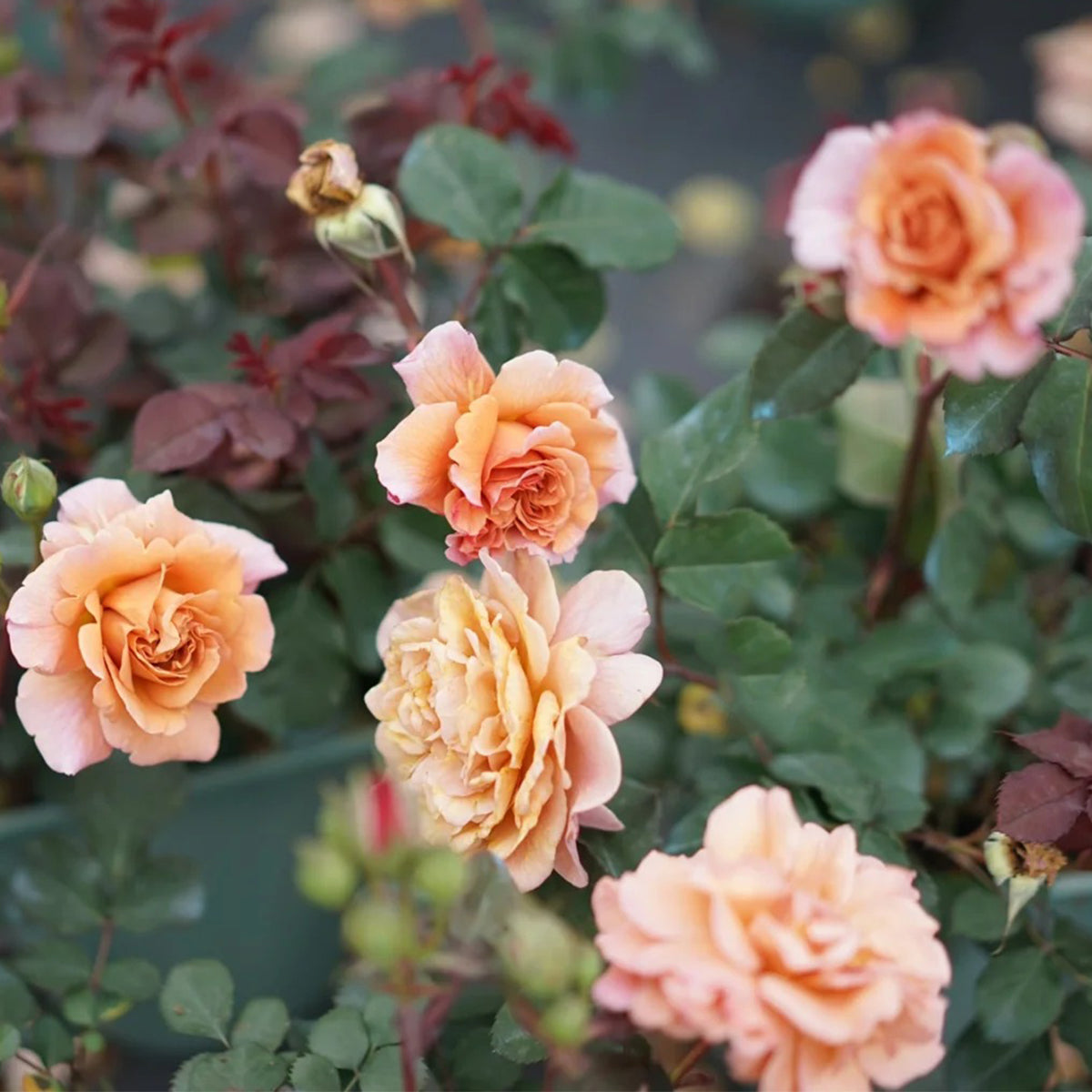 Utsusemi Japanese Florist Shrub Rose
