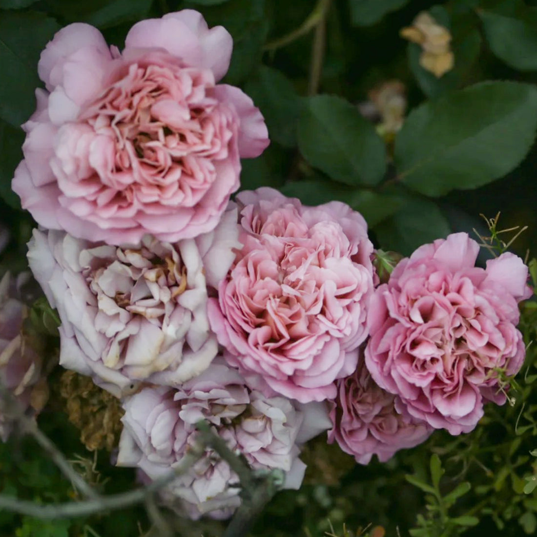 Utsusemi Japanese Florist Shrub Rose