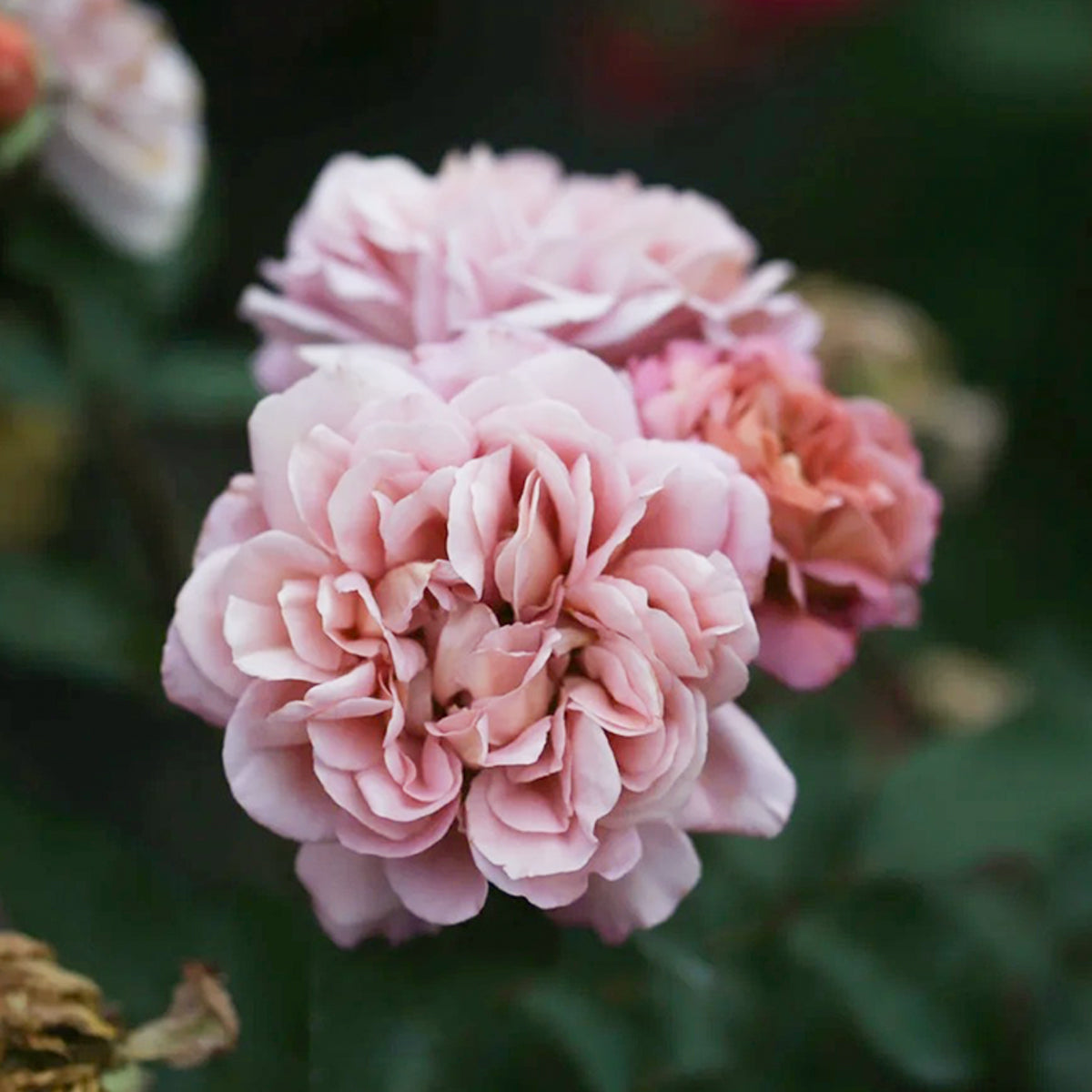 Utsusemi Japanese Florist Shrub Rose