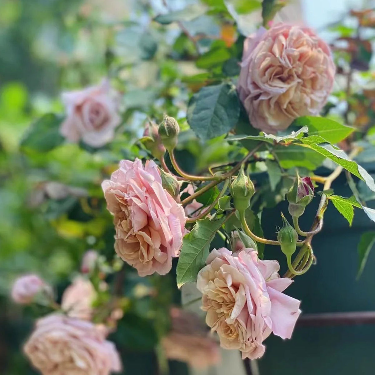 Utsusemi Japanese Florist Shrub Rose