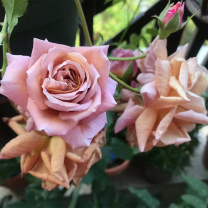 Utsusemi Japanese Florist Shrub Rose