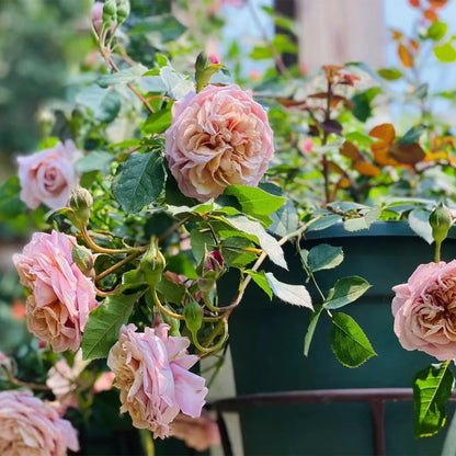 Utsusemi Japanese Florist Shrub Rose