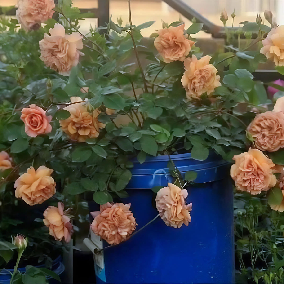 Utsusemi Japanese Florist Shrub Rose