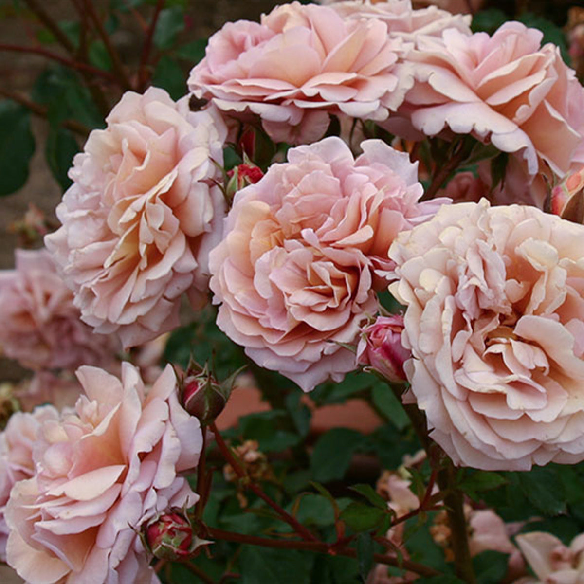 Japanese Tea Roses Utsusemi Japanese Florist Shrub Rose Bush For Sale – Highgarden Roses