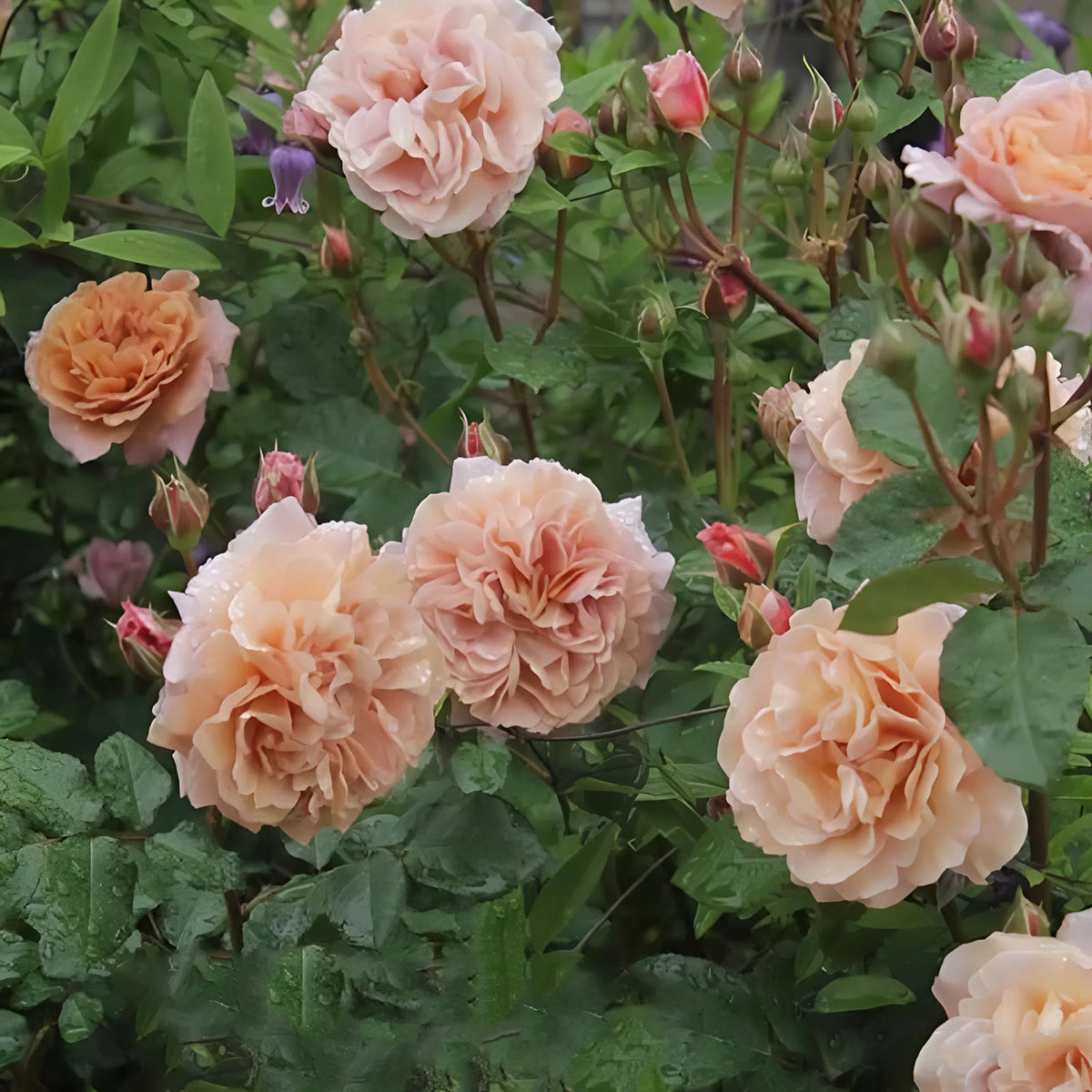 Utsusemi Japanese Florist Shrub Rose
