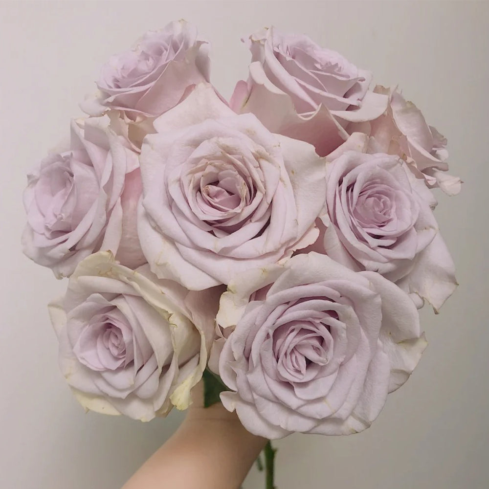 Dutch Florist Shrub Rose Inspired by Vanquish – Highgarden Roses