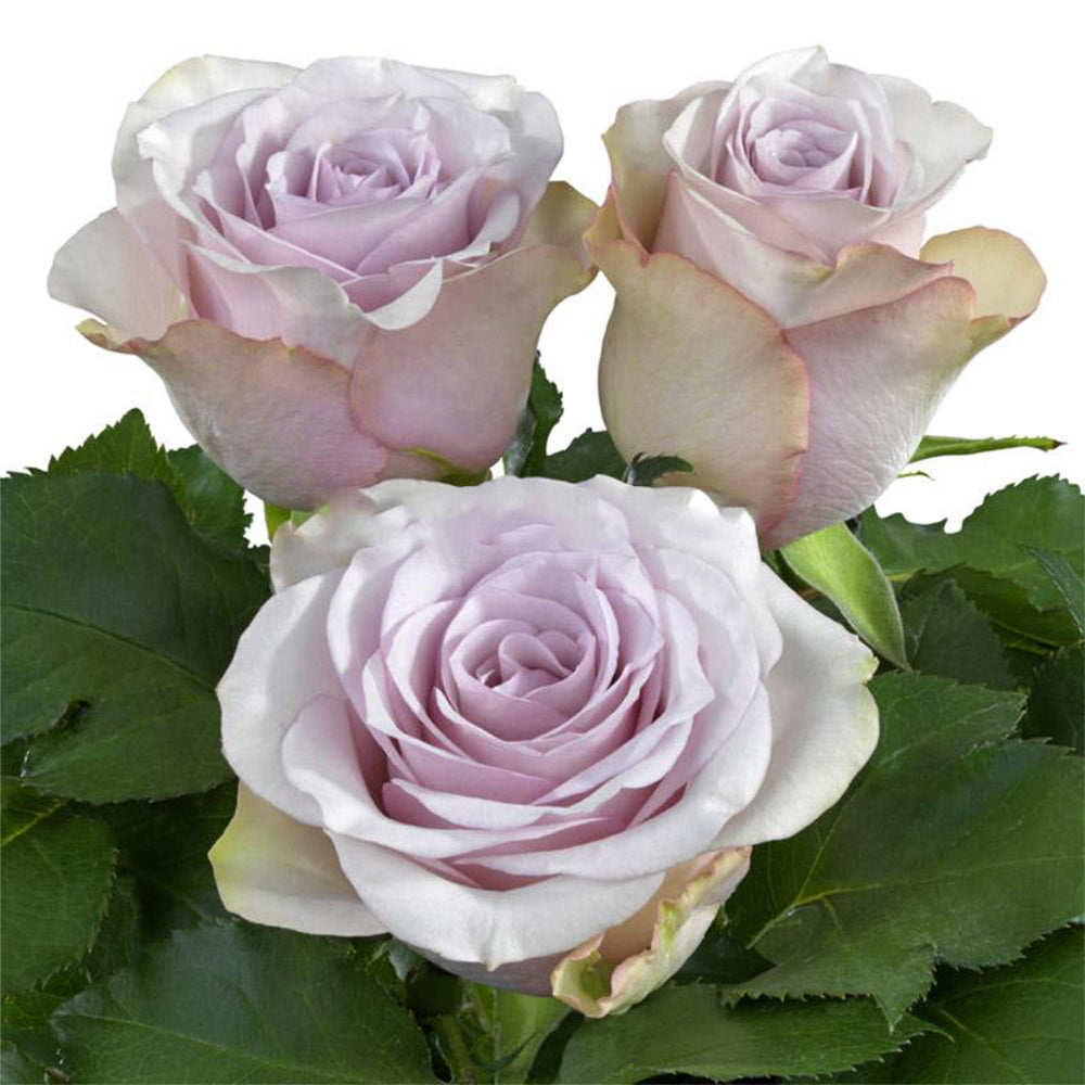 Vanguish Netherlands Florist Shrub Rose