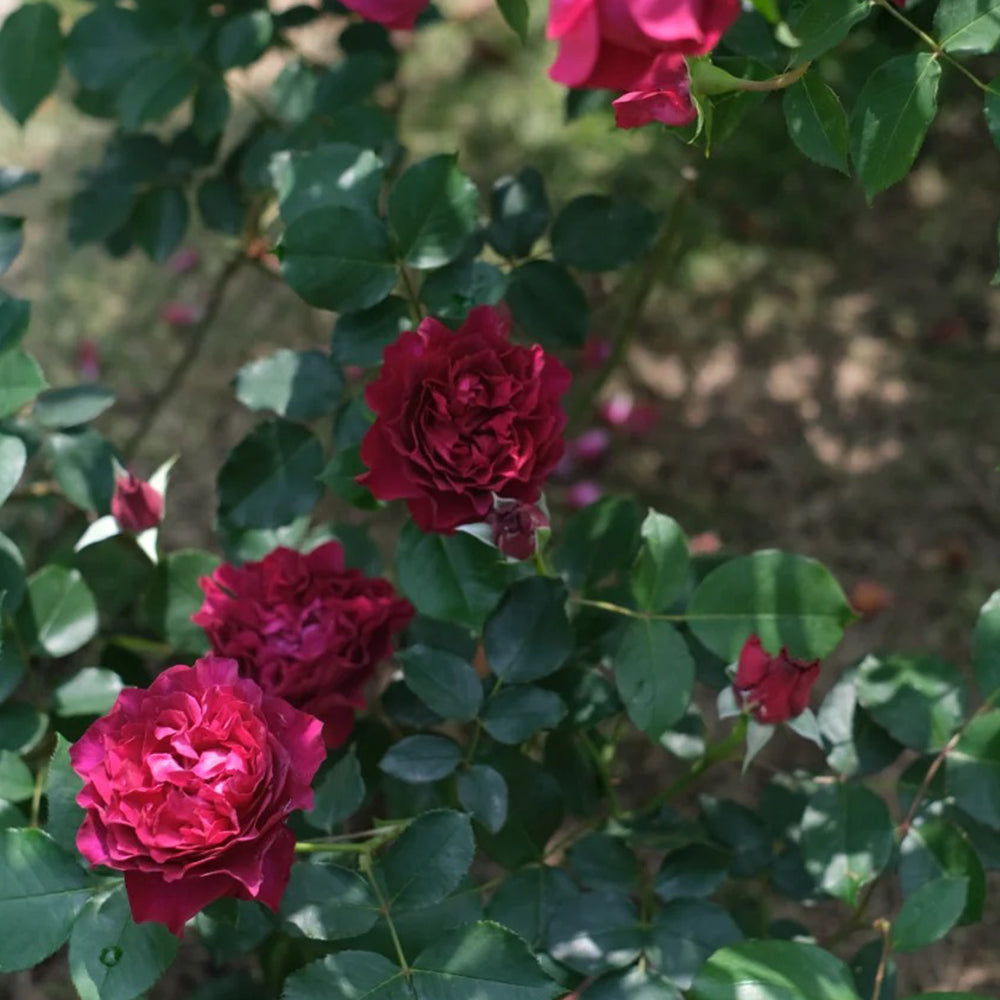 Velvety Twilight Japanese Garden Shrub Rose