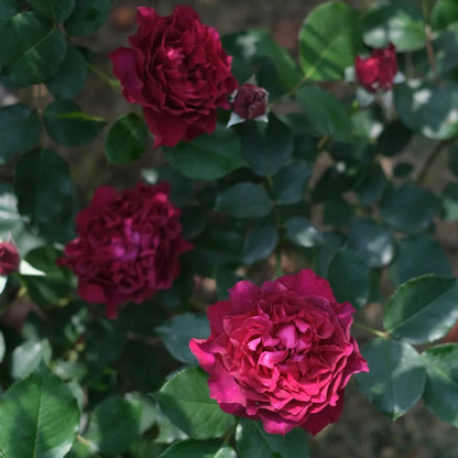 Velvety Twilight Japanese Garden Shrub Rose