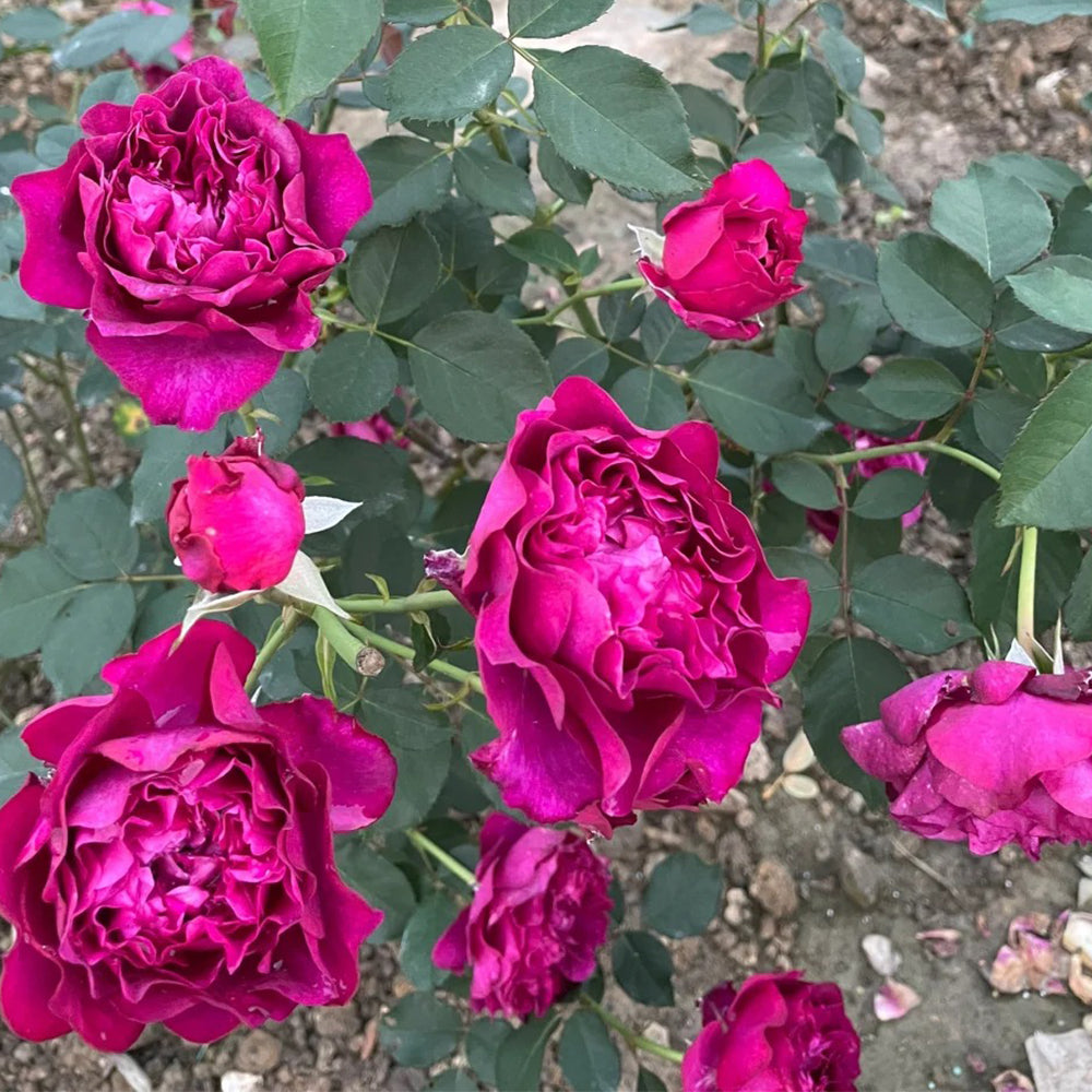 Velvety Twilight Japanese Garden Shrub Rose