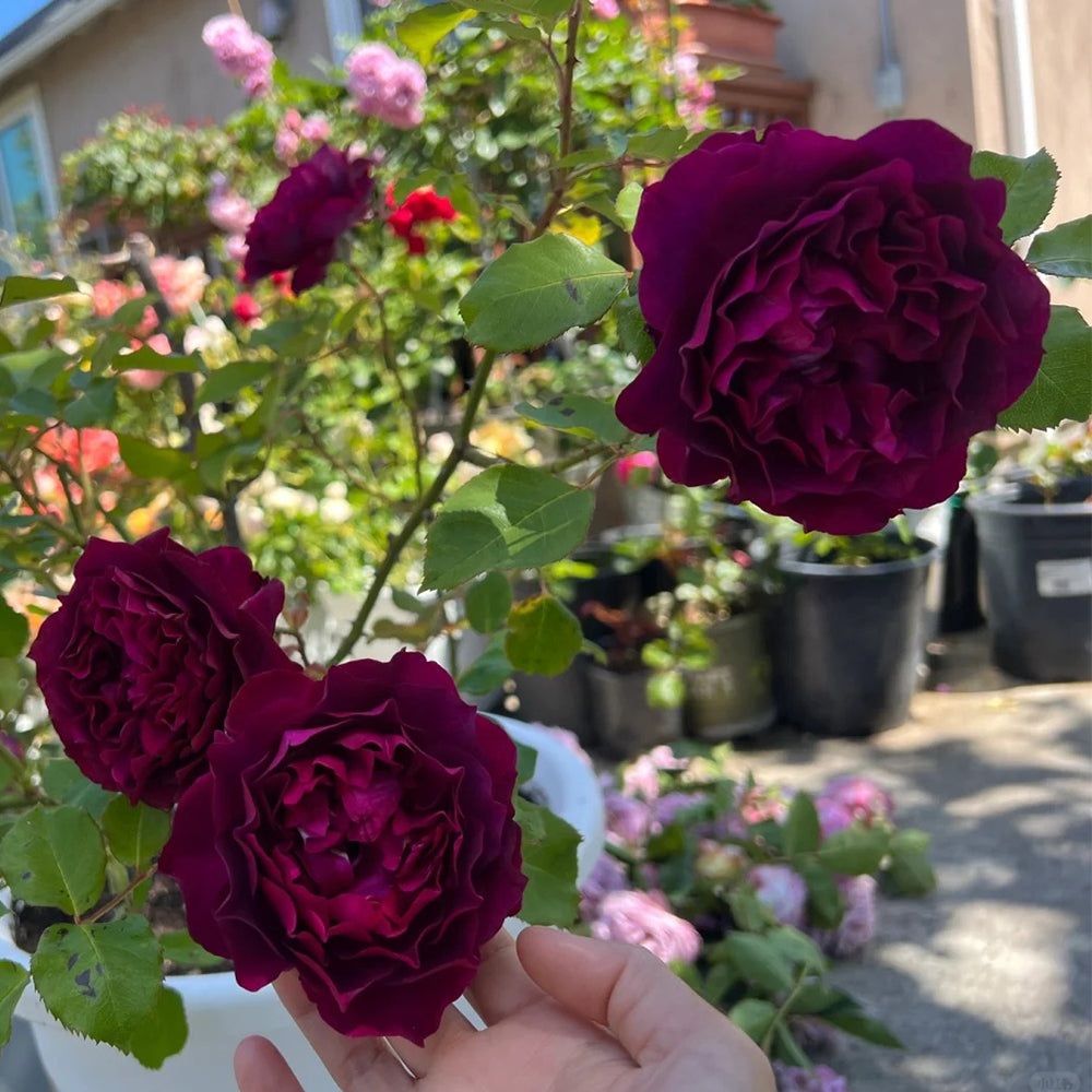 Velvety Twilight Japanese Garden Shrub Rose