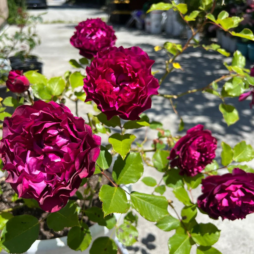 Velvety Twilight Japanese Garden Shrub Rose