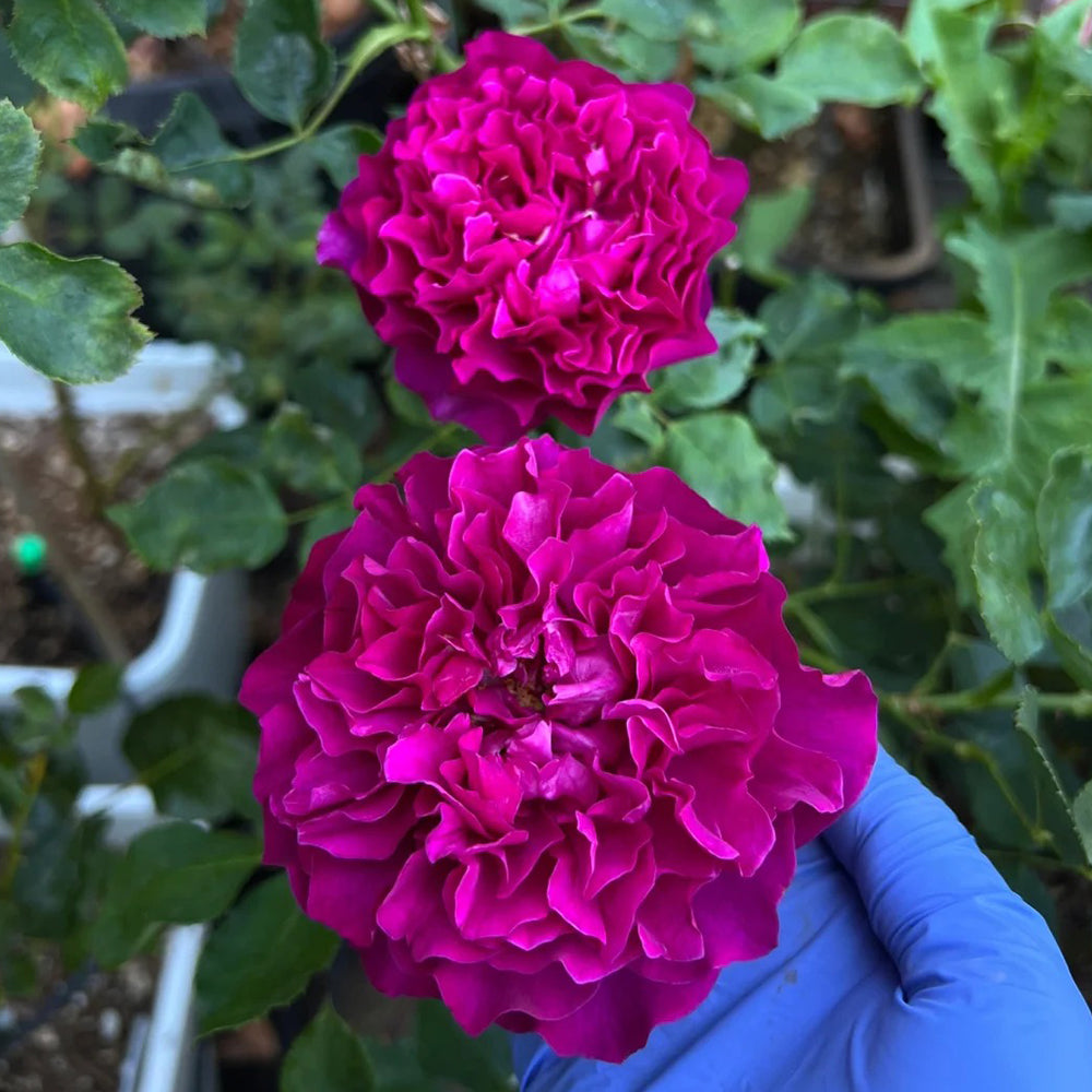 Velvety Twilight Japanese Garden Shrub Rose