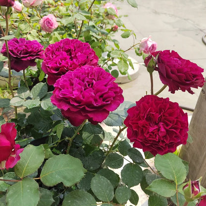 Velvety Twilight Japanese Garden Shrub Rose