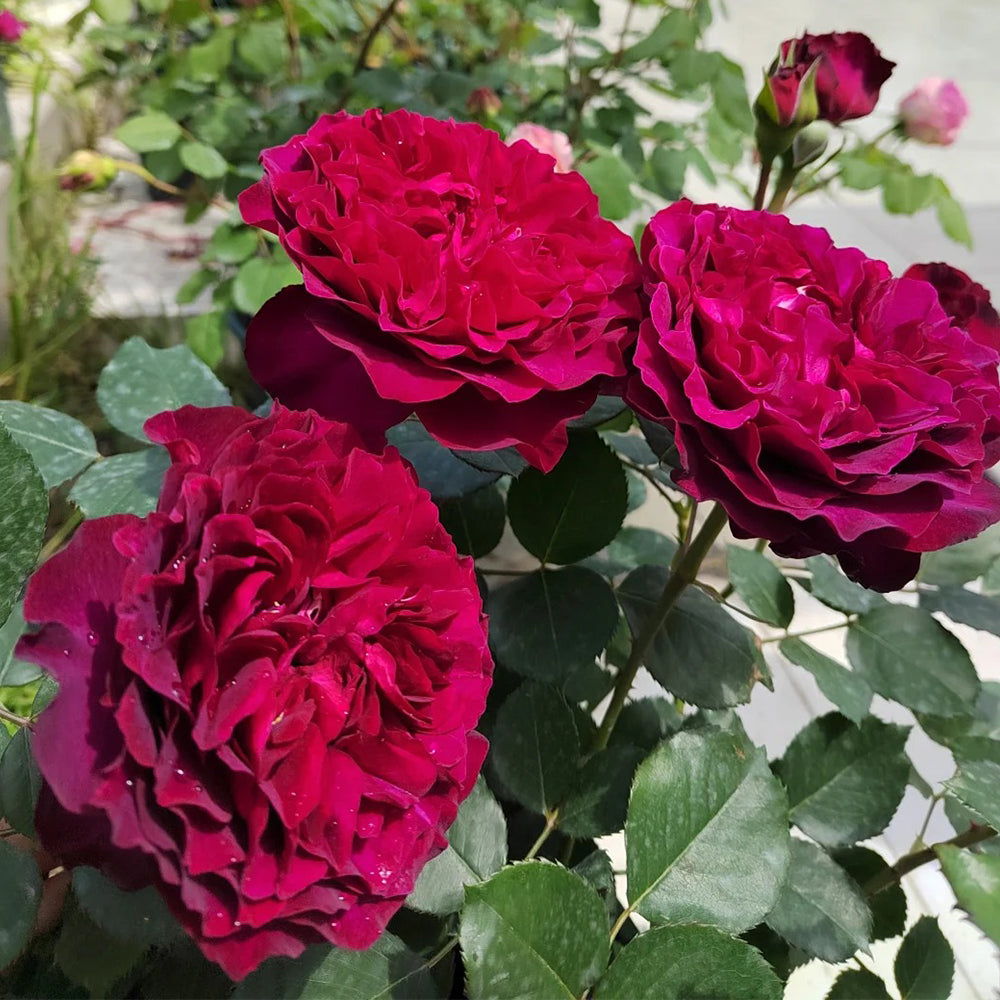 Velvety Twilight Japanese Garden Shrub Rose