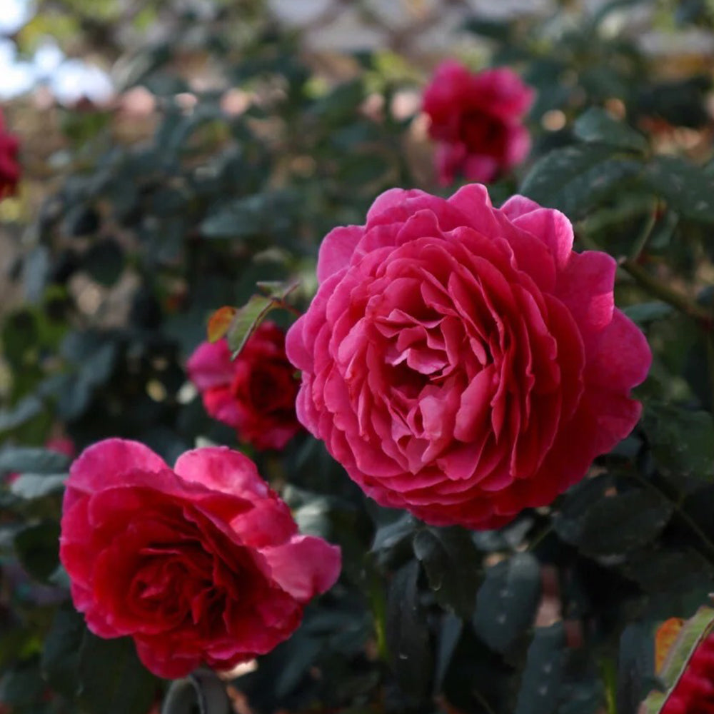 Ventilo French Florist Shrub Rose