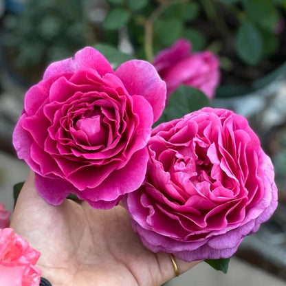 Ventilo French Florist Shrub Rose