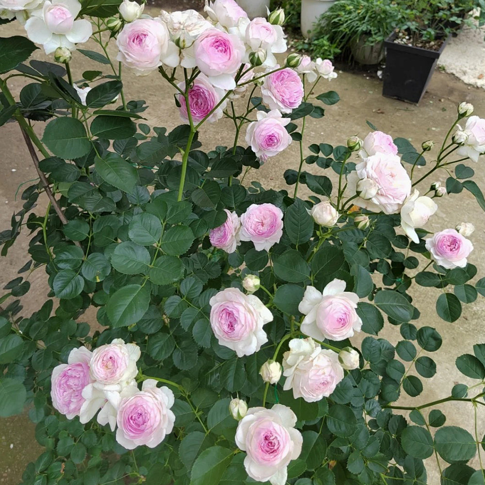 Vesalius Belgian Florist Climbing Rose