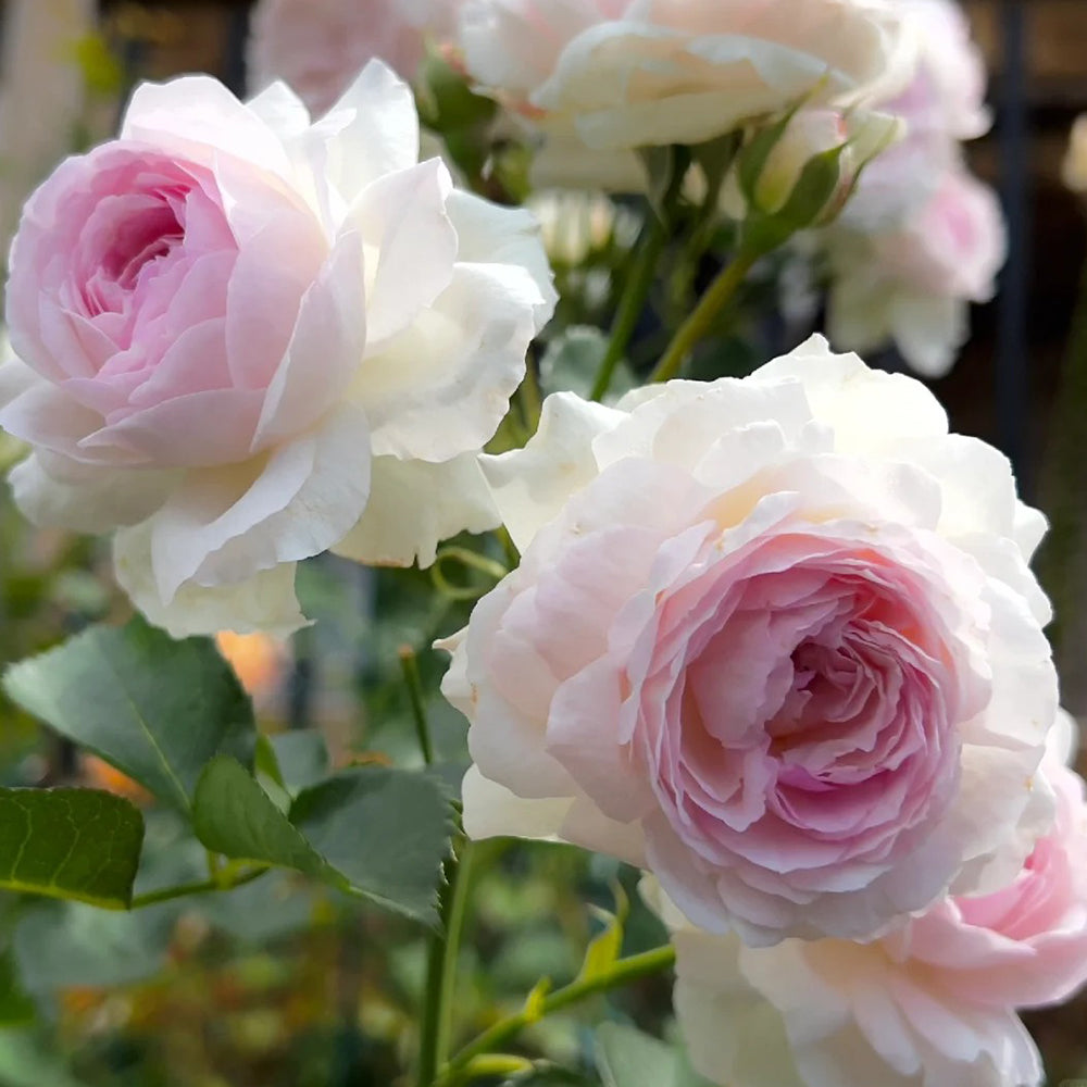 Vesalius Belgian Florist Climbing Rose