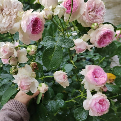 Vesalius Belgian Florist Climbing Rose